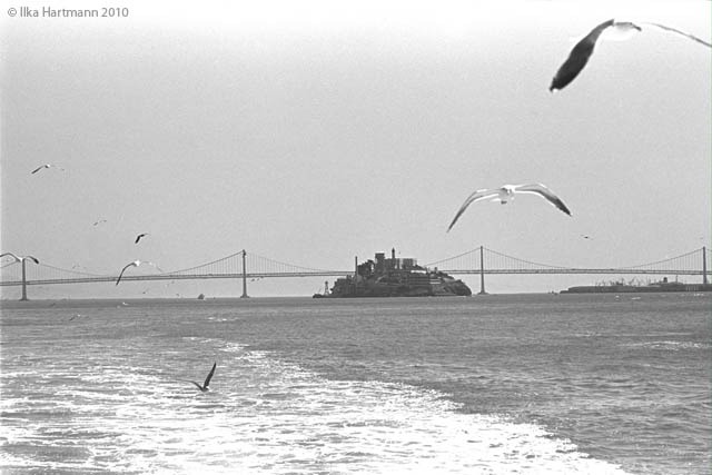 08_alcatraz_bay_bridge_and_seagulls.jpg